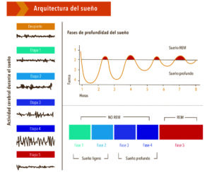 el sueño se compone de ciclos